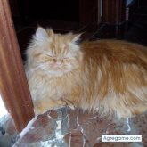 manolito10 chico soltero en Constantina