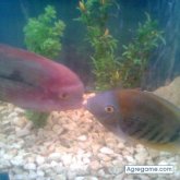 lsde chico soltero en Villa Carmela