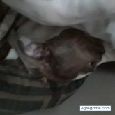 Chatear con Babyboyy de Norcross