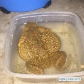 Bam1965 chico soltero en Jamundí