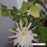 Elquique6 chico soltero en Colón