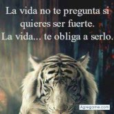 Charia chico soltero en San Lorenzo