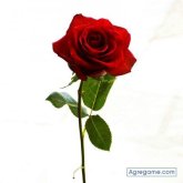 dariodo chico soltero en A Coruña