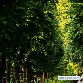 Axelgarcia chico soltero en Lexington