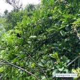 rubelnarazas chico soltero en Puerto Pisco