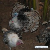 tica34 chica viuda en Buenos Aires Puntarenas