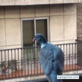 javierpolo2556 chico soltero en Guijuelo