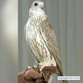 maayof1