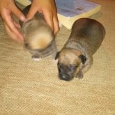 Riopiaxtla chico soltero en Santa Rosa