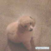 socio6 chico soltero en Avellaneda