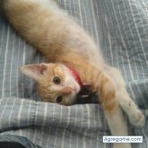 oscarpatricio4909 chico soltero en San Joaquín