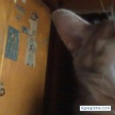 enriquedmar chico soltero en Mountain View