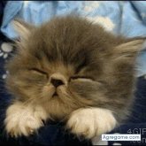 Chatear con yoWalter de Mar Del Plata