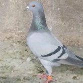 rogelionogueira chico viudo en Salceda De Caselas