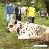 JAC44 chico soltero en Suba