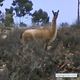 luisjofrecorvacho chico soltero en Arica