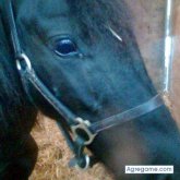 korky foto #6