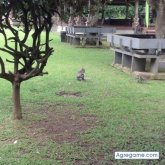 miguelsar chico soltero en Cala Millor