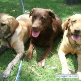 Rolonense chico soltero en Bahía Blanca