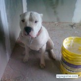 buran chico soltero en Río Grande Tierra Del Fuego
