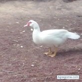 Foto de perfil de Cligula