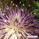 Stanmex chico separado en 