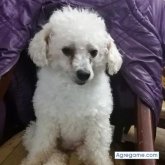 robertorafael3973 foto #16