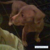 jeremi chico soltero en Actopan