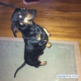 carpathianCriss chico soltero en Linares