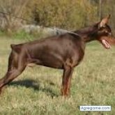 antoni125 chico soltero en Silao