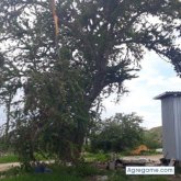 Jakunu72 chico soltero en Siguatepeque