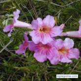 andreslinero chico soltero en Sevilla