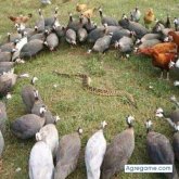 Extranjerove chico casado en Canto Grande