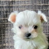 Foto de perfil de Puppyspacio