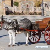 Busco pareja. Mujeres. Educado y