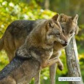 nelson301989 foto #10