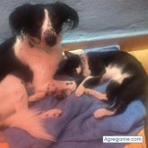 LashyAngek chico soltero en Cotorro