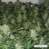 critical foto #7