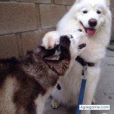 Smir chico soltero en Duitama