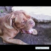 BADCOMPANY chico soltero en Ciudad De México