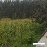 Buguisin01 chico casado en Alangasí