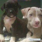 jeremi chico soltero en Actopan