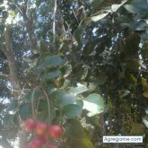 Huazito chico soltero en Santa Juana