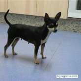 kiket chico soltero en Lliria