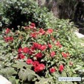 niko9814 chico soltero en Huacho