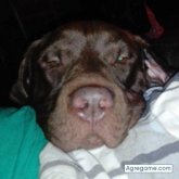 Royarias1313sanchez chico soltero en Guácimo