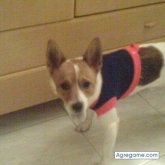 thor foto #27