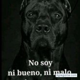 Sigobuscodote chico separado en San Antonio Oeste