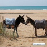asilah foto #12