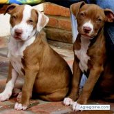 marcoscesar66 chico soltero en Ensenada Berisso